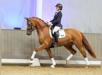 Oldenburger, Merrie, 3 Jaar, 168 cm, Vos