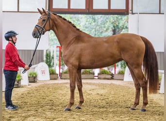 Oldenburger, Merrie, 3 Jaar, 168 cm, Vos