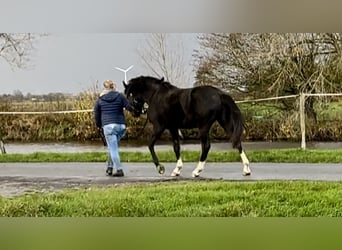 Oldenburger, Merrie, 3 Jaar, 168 cm, Zwart