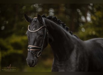 Oldenburger, Stute, 3 Jahre, 168 cm, Rappe