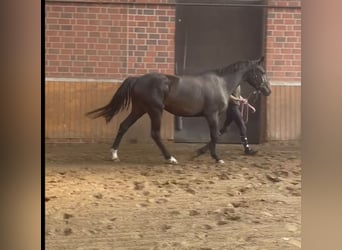 Oldenburger, Merrie, 3 Jaar, 169 cm, Bruin