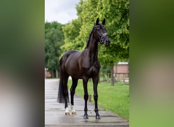 Oldenburger, Merrie, 3 Jaar, 169 cm, Zwart