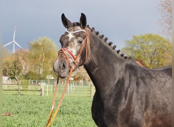 Oldenburger, Merrie, 3 Jaar, 169 cm, Zwartschimmel