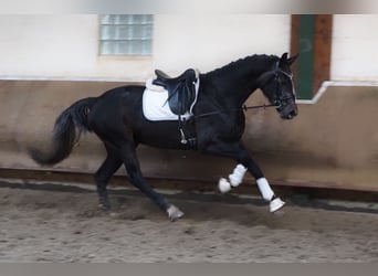 Oldenburger, Merrie, 3 Jaar, 169 cm, Zwartschimmel