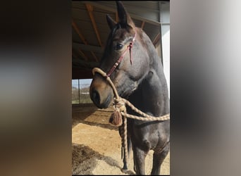 Oldenburger, Merrie, 3 Jaar, 170 cm, Bruin