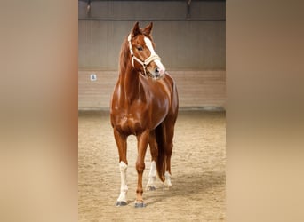 Oldenburger, Merrie, 3 Jaar, 170 cm, Donkere-vos