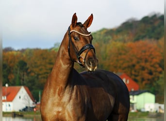 Oldenburger, Merrie, 3 Jaar, 170 cm, Donkere-vos