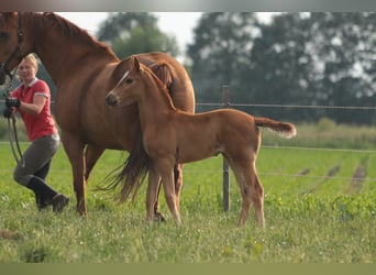 Oldenburger, Merrie, 3 Jaar, 170 cm