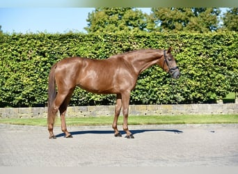 Oldenburger, Merrie, 3 Jaar, 170 cm, Vos