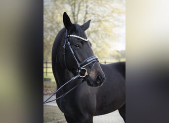 Oldenburger, Merrie, 3 Jaar, 170 cm, Zwart