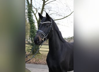 Oldenburger, Merrie, 3 Jaar, 170 cm, Zwart