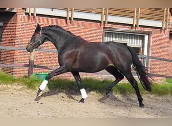 Oldenburger, Merrie, 3 Jaar, 170 cm, Zwartbruin