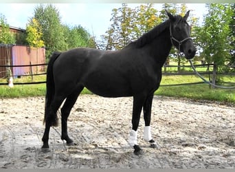 Oldenburger, Merrie, 3 Jaar, 170 cm, Zwartbruin