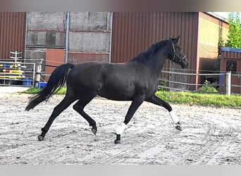 Oldenburger, Merrie, 3 Jaar, 170 cm, Zwartbruin