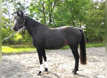 Oldenburger, Merrie, 3 Jaar, 170 cm, Zwartbruin