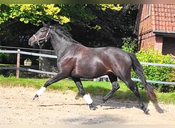 Oldenburger, Merrie, 3 Jaar, 170 cm, Zwartbruin