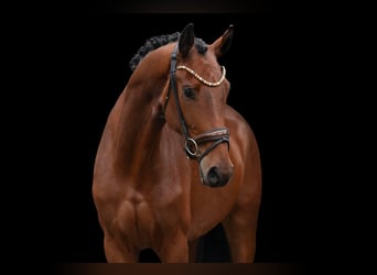 Oldenburger, Merrie, 3 Jaar, 171 cm, Bruin