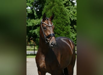 Oldenburger, Merrie, 3 Jaar, 171 cm, Donkerbruin