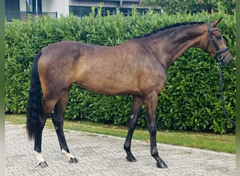 Oldenburger, Merrie, 3 Jaar, 172 cm, Bruin