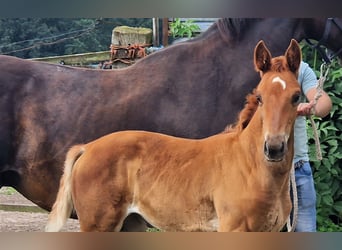 Oldenburger, Merrie, 3 Jaar, 172 cm, Donkere-vos
