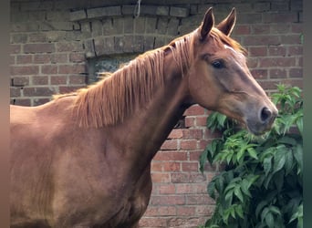 Oldenburger, Merrie, 3 Jaar, 172 cm, Donkere-vos
