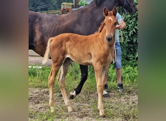 Oldenburger, Merrie, 3 Jaar, 172 cm, Donkere-vos