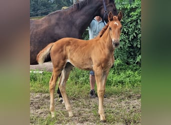 Oldenburger, Merrie, 3 Jaar, 172 cm, Donkere-vos