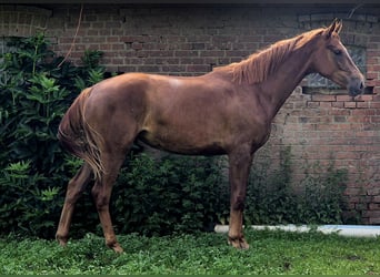 Oldenburger, Merrie, 3 Jaar, 172 cm, Donkere-vos