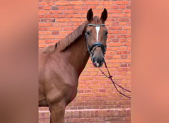 Oldenburger, Merrie, 3 Jaar, 172 cm, Donkere-vos