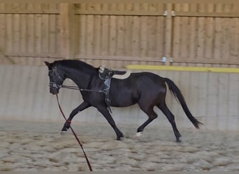 Oldenburger, Merrie, 3 Jaar, 172 cm, Zwart