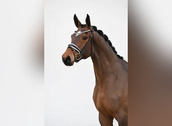 Oldenburger, Merrie, 3 Jaar, 173 cm, Bruin