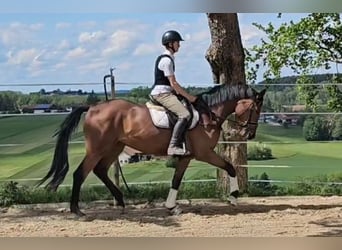 Oldenburger, Merrie, 3 Jaar, 173 cm, Bruin