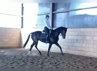 Oldenburger, Merrie, 3 Jaar, 173 cm, Donkerbruin