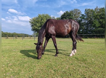 Oldenburger, Merrie, 3 Jaar, 174 cm, Zwartbruin