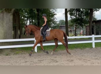 Oldenburger, Merrie, 3 Jaar, 175 cm, Vos