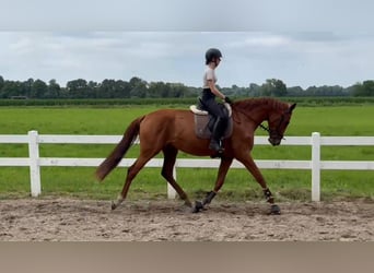 Oldenburger, Merrie, 3 Jaar, 175 cm, Vos