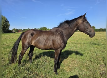 Oldenburger, Merrie, 3 Jaar, 177 cm, Zwartbruin