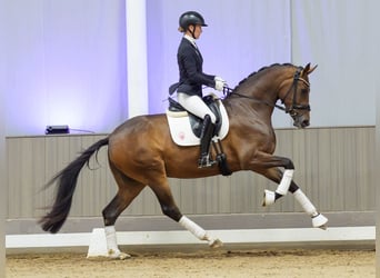 Oldenburger, Merrie, 3 Jaar, Bruin