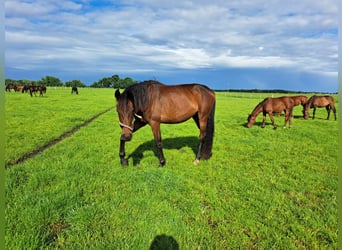 Oldenburger, Merrie, 3 Jaar, Donkerbruin