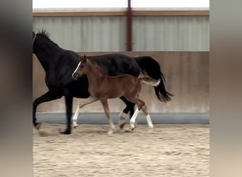 Oldenburger, Merrie, 3 Jaar, Vos
