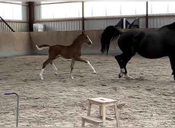 Oldenburger, Merrie, 3 Jaar, Vos