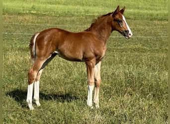 Oldenburger, Merrie, 3 Jaar, Vos