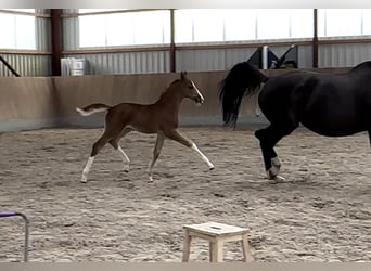 Oldenburger, Merrie, 3 Jaar, Vos