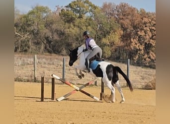 Oldenburger, Merrie, 4 Jaar, 157 cm, Gevlekt-paard