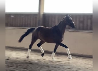 Oldenburger, Merrie, 4 Jaar, 158 cm, Bruin