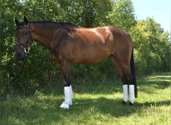 Oldenburger, Merrie, 4 Jaar, 158 cm, Bruin