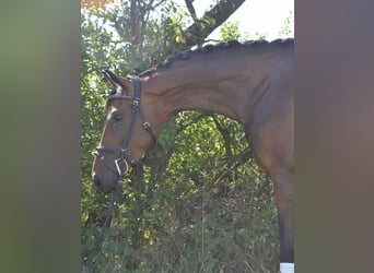 Oldenburger, Merrie, 4 Jaar, 158 cm, Bruin
