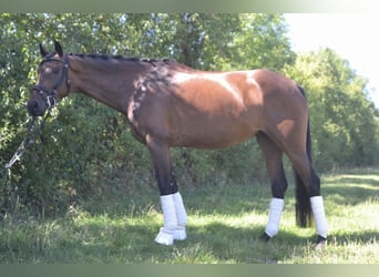 Oldenburger, Merrie, 4 Jaar, 158 cm, Bruin