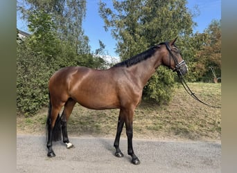 Oldenburger, Merrie, 4 Jaar, 160 cm, Bruin