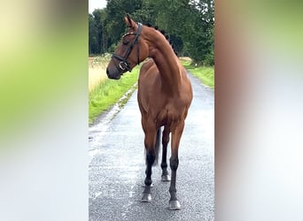 Oldenburger, Merrie, 4 Jaar, 160 cm, Bruin